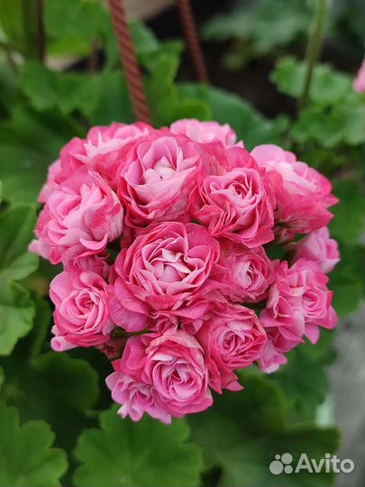 Герань пеларгония