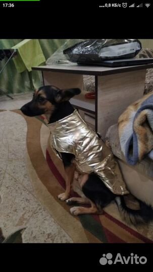 Одежда для собак