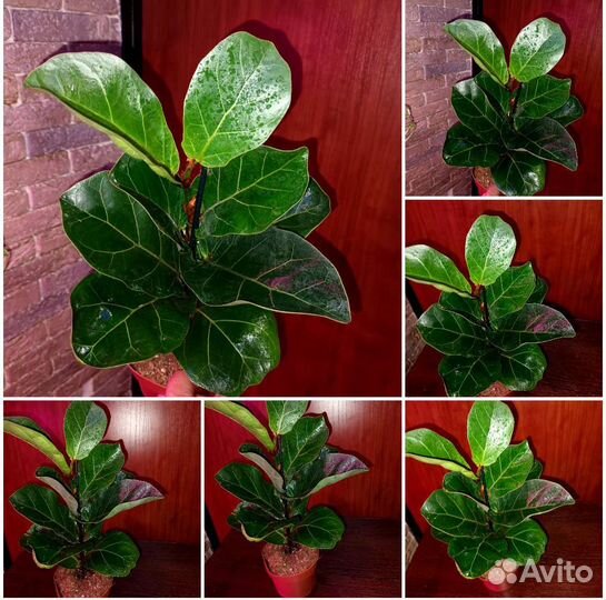 Комнатные растения в ассортименте