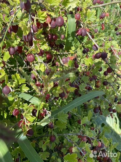 Крыжовник красный