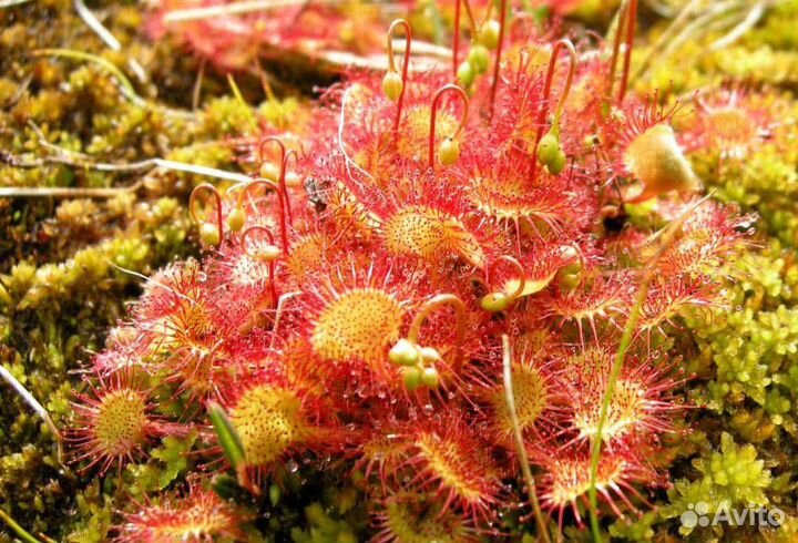 Росянка семена
