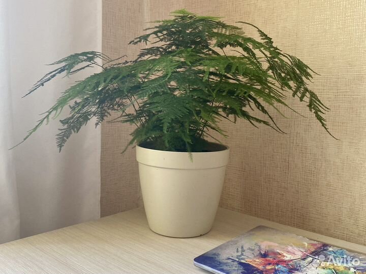 Папоротник аспарагус перистый диффенбахия