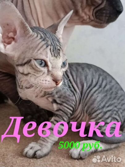 Донской сфинкс велюр