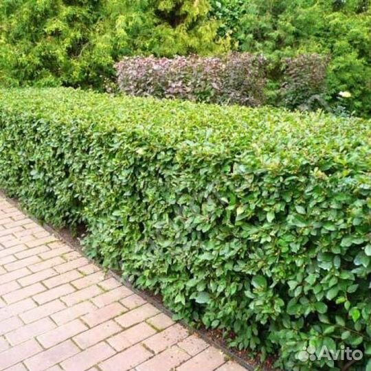 Ель колючая голубая, пихта корейская, сосна горная