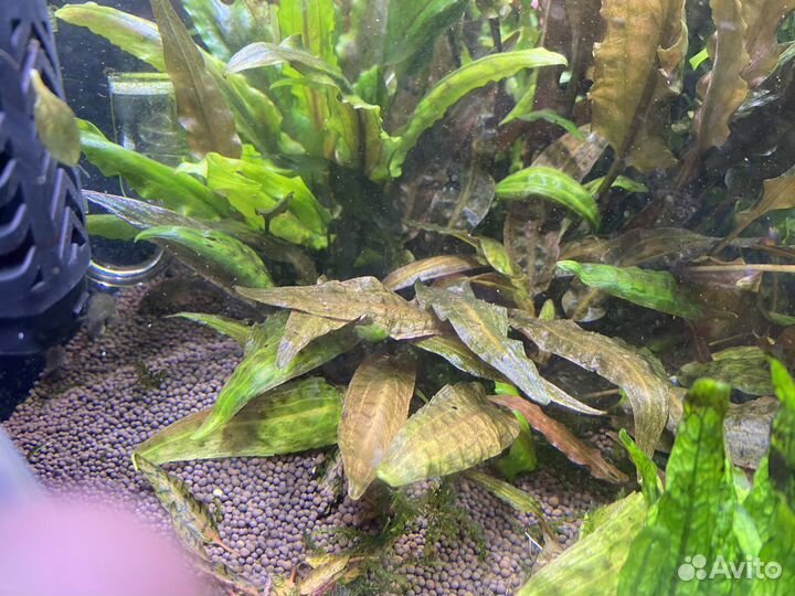 Аквариумные растения