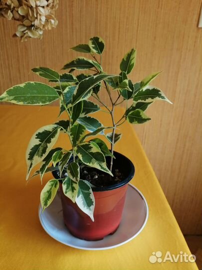 Гортензия сухоцвет, фикус Бенджамина