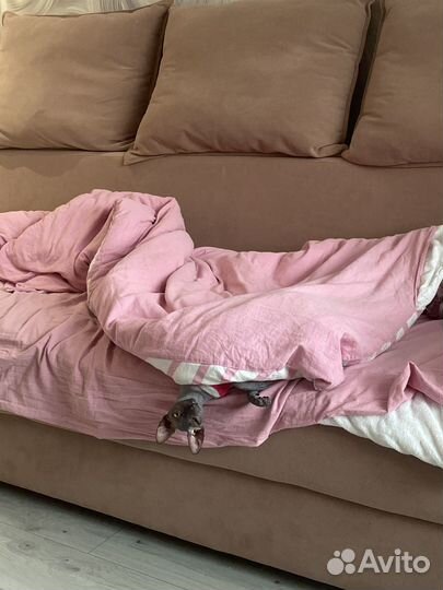 Канадский сфинкс