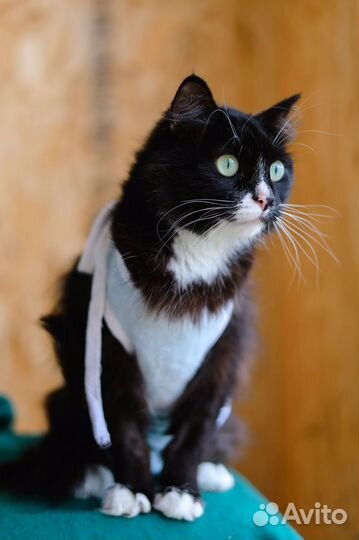 Красавица Асти ждет своего человека в приюте