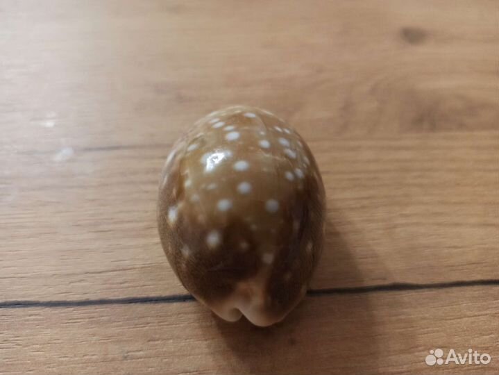 Морская раковина