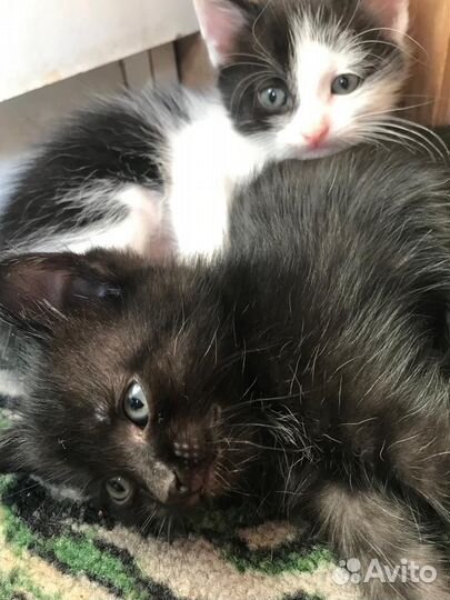 Котята в добрые руки приучены к лотку