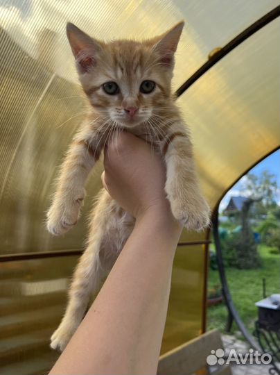 Котенок полосатый мальчик бесплатно рыжий котенок