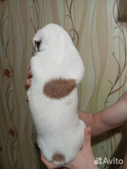 Щенки Джек рассел терьер девочка