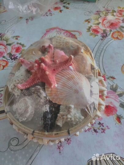 Морские ракушки раковины