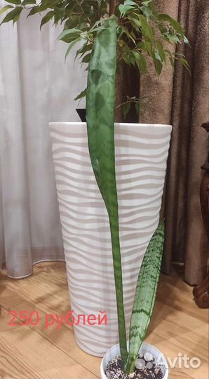 Сансевиерия, щучий хвост, тёщин язык