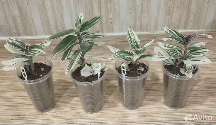 Традесканция