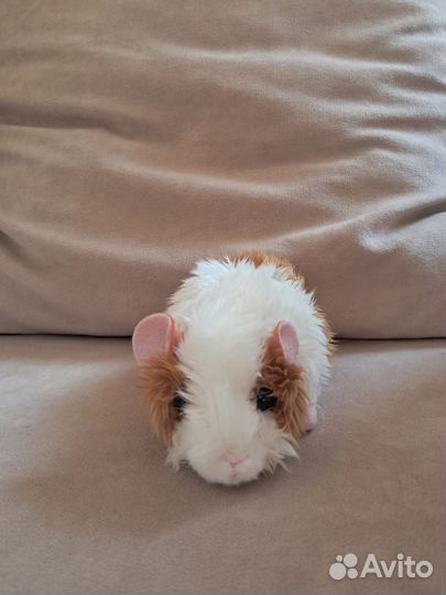 Мягкая игрушка морская свинка (Aurora)