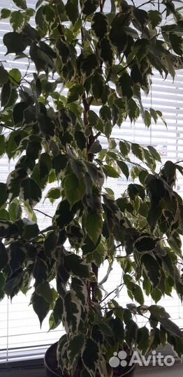 Фикус бенджамина пестролистный