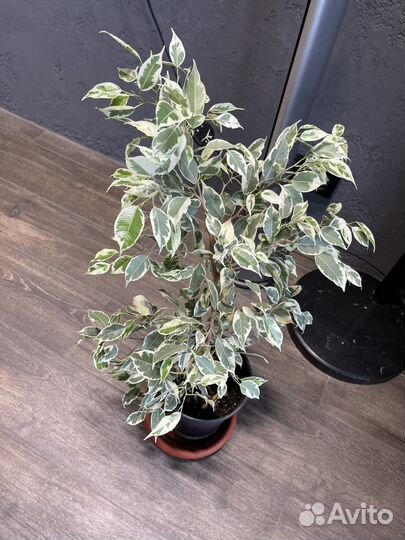 Фикус де гантель