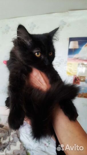 Котенок мальчик 3 месяца