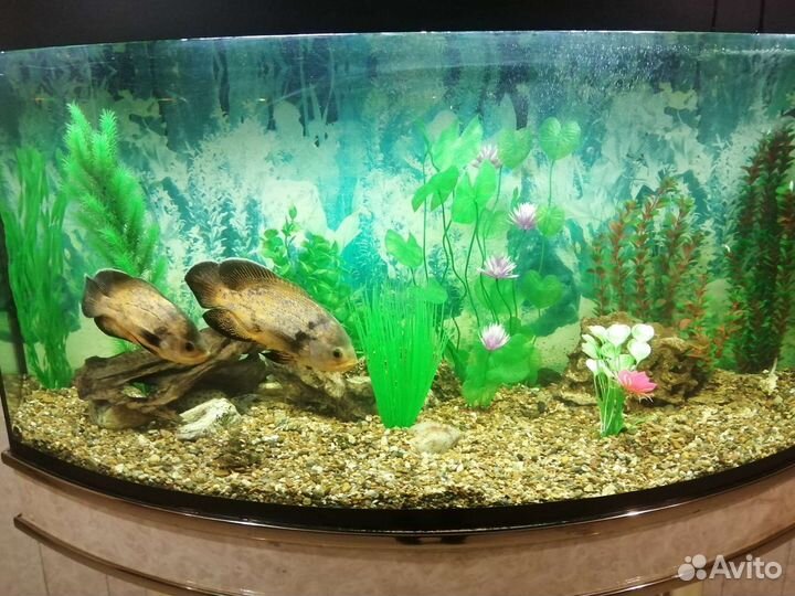 Обслуживание аквариумов