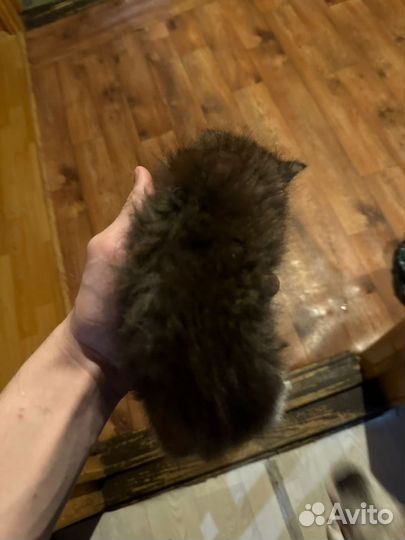 Котенок девочка в добрые руки