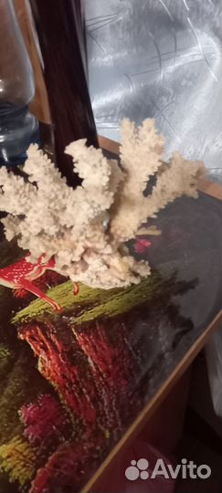 Морские кораллы