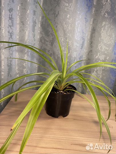 Хлорофитум