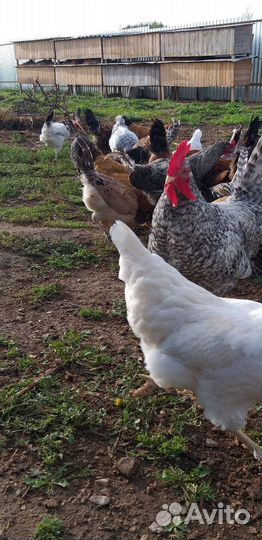 Куры молодки несушки
