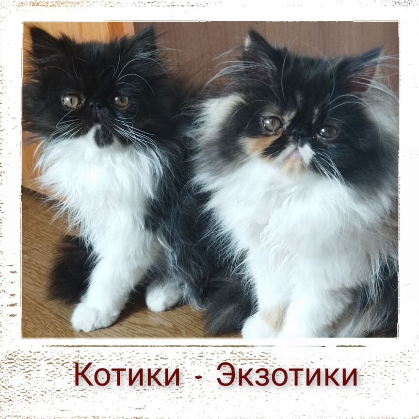 Чистокровные экзотические котята