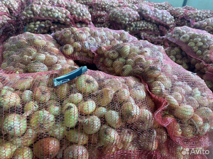 Лук Штутгарт на перо от 5 тонн