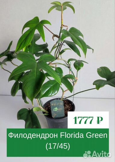 Продам комнатные растения