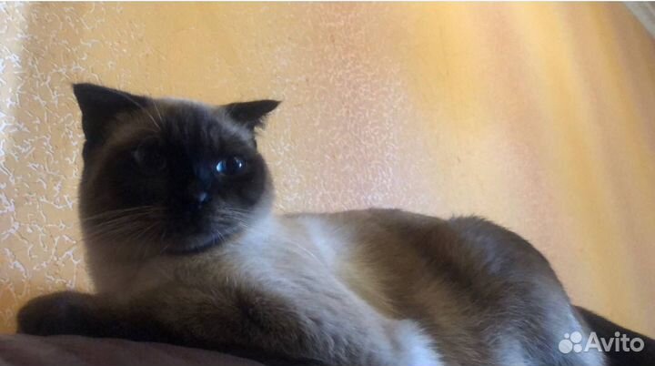 Шотландские вислоухие котята