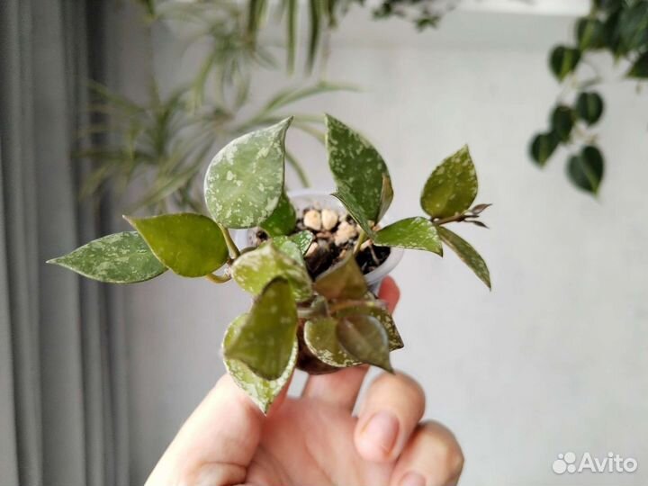 Хойя лакуноза эскимо, хойя крониана блэк ливз