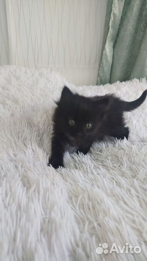 Черный котенок