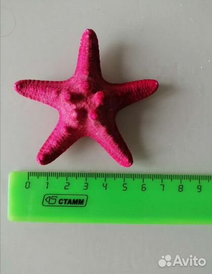 Коралл ракушки морская звезда