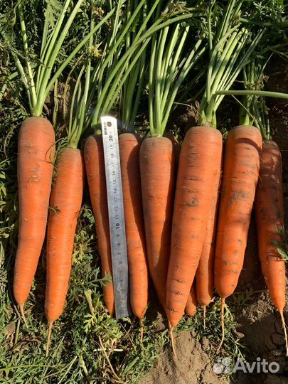 Морковь сорт олимпо