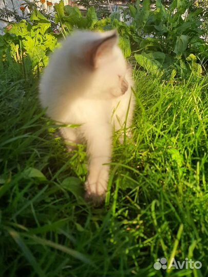 Котенок в добрые руки