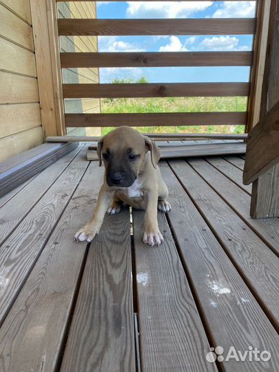 Американский питбультерьер щенки