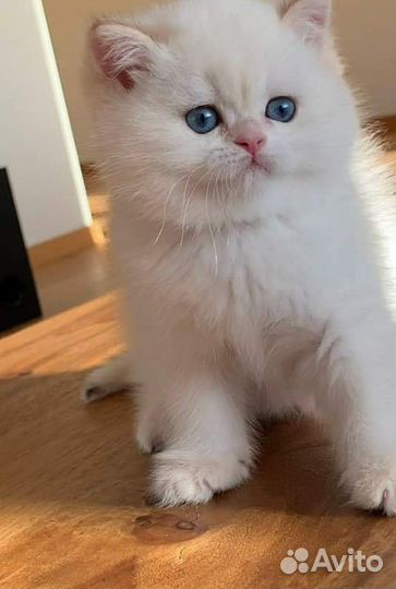 Британские котята