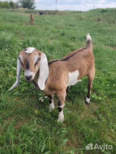 Нубийские козлята коза