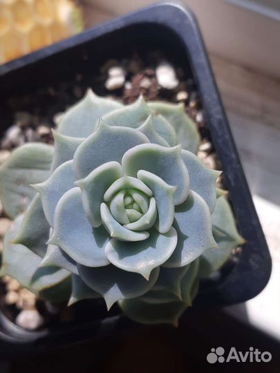 Суккуленты,излишки