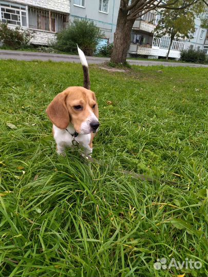 Собака бигль