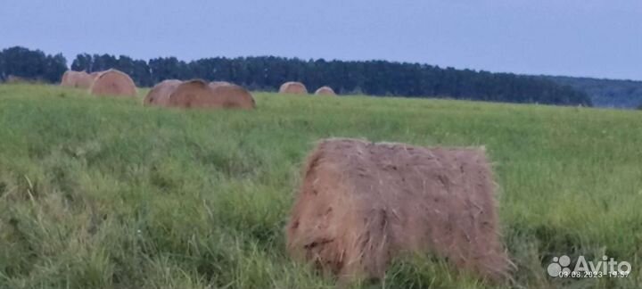Сено в рулонах 2023
