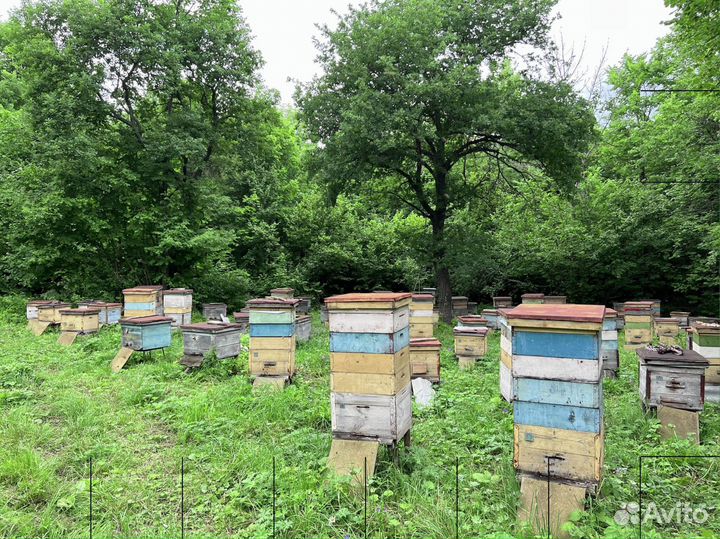 Мед липовый оптом