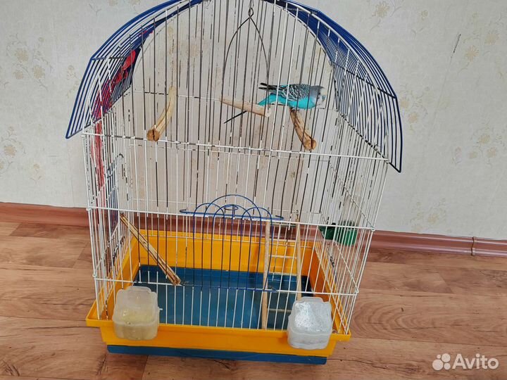 Попугай с клеткой