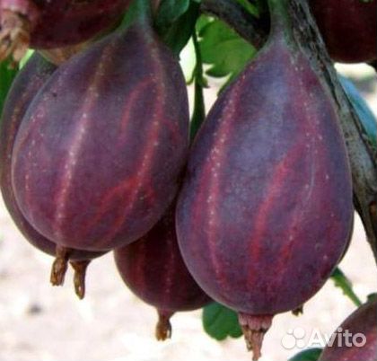 Бесшипные сорта крыжовника. Грушенька, Командор