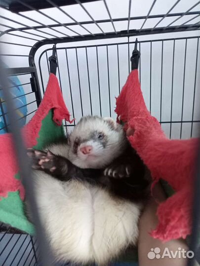 Вязка хорька