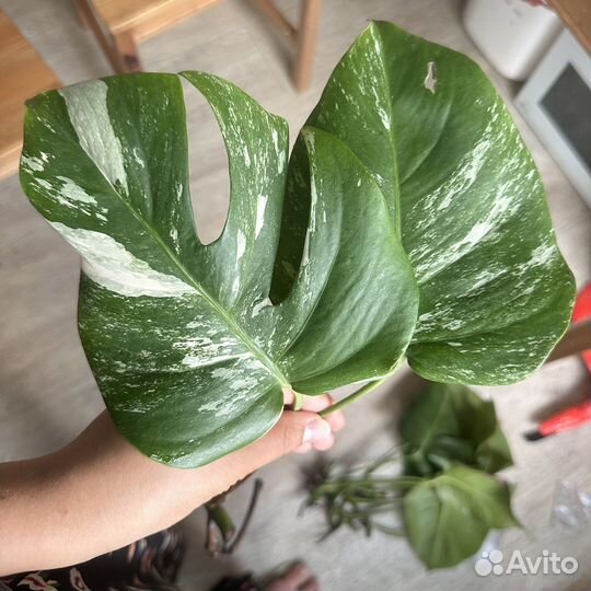 Монстера альба