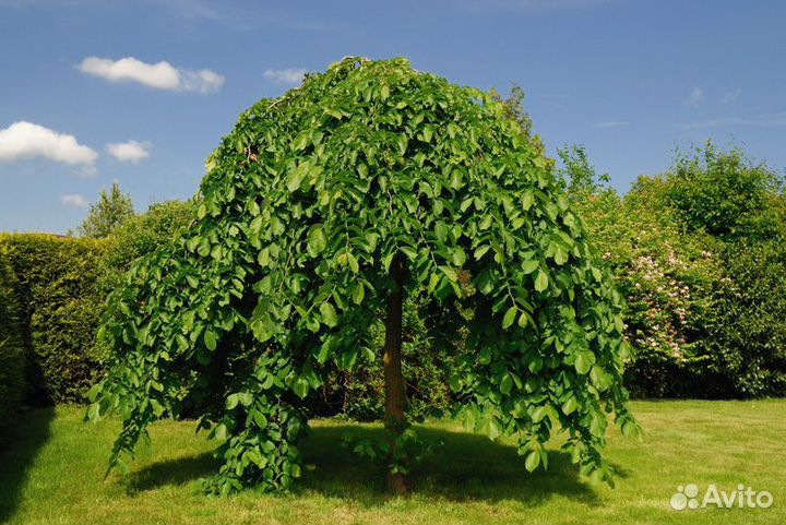 Вяз шершавый