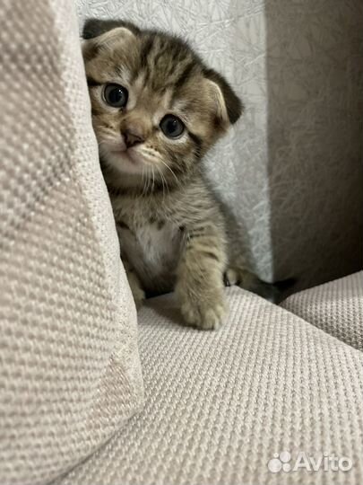 Котенок